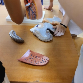 16356e52-4231-4315-bfc2-d73dbd36125a