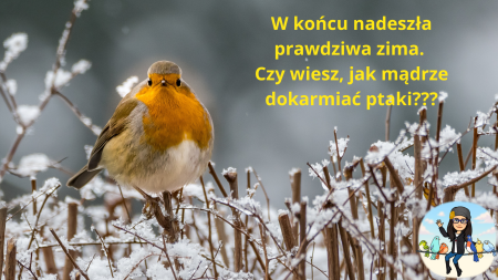 Mądre dokarmianie ptaków zimą 