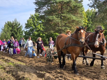 Z motyką na bulwy – niezwykła lekcja kaszubskiej tradycji